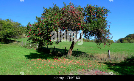 Apple tree (malus domestica), Apple tree in un recinto di pascolo, Germania Foto Stock