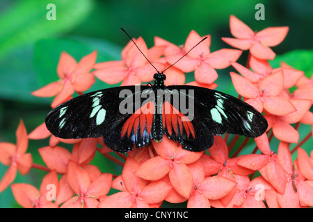 Hecales longwing, passioni flower butterfly (Heliconius melpomene :), seduti su fiori di colore rosso Foto Stock