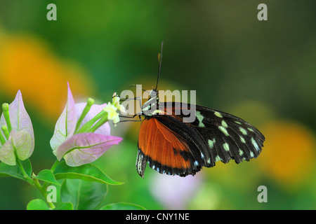 Hecales longwing, passioni flower butterfly (Heliconius melpomene :), aspirando ad un Bouganvillea Foto Stock