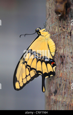 Thoas a coda di rondine; re a coda di rondine (Papilio thoas), seduti su un tronco di albero Foto Stock