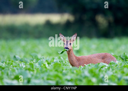 Il capriolo (Capreolus capreolus), femmina in un vegetale campi, Germania, Schleswig-Holstein Foto Stock