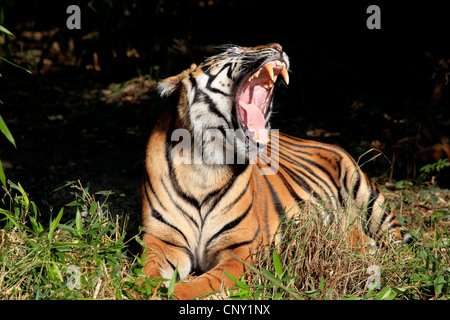 La tigre di Sumatra (Panthera tigris sumatrae), sbadigli Foto Stock