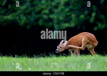 Il capriolo (Capreolus capreolus), doe in piedi in un prato di graffiare se stessi con una zampa posteriore, Germania, Schleswig-Holstein Foto Stock