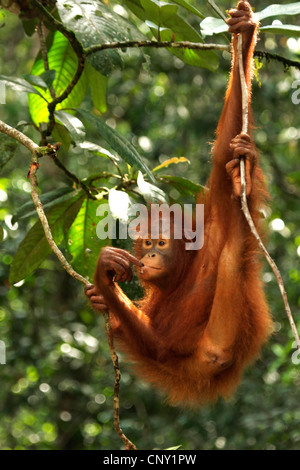 Orango, orangutan, orang-outang (Pongo pygmaeus), giovane animale appesa a liana, Malaysia Sarawak, Semenggoh riserva faunistica Foto Stock