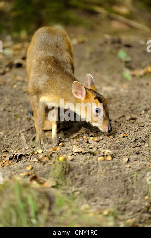 Il cinese muntjac, Reeve's muntjac (Muntiacus reevesi), il novellame di avanzamento sul parco naturale de los alcornocales Foto Stock