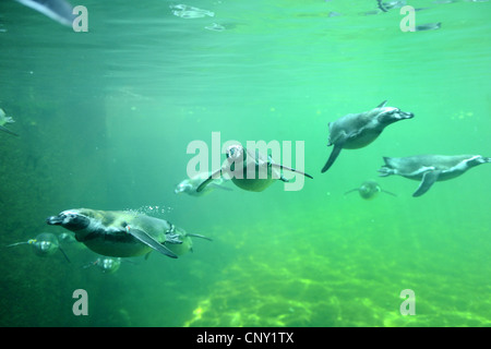 Pinguini Humboldt (Spheniscus Humboldti), Immersioni subacquee Foto Stock