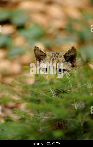Gatto selvatico europeo, foresta gatto selvatico (Felis silvestris silvestris), il peering da dietro una bussola, in Germania, in Baviera, il Parco Nazionale della Foresta Bavarese Foto Stock