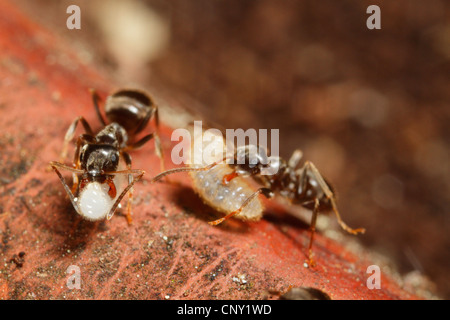 Black ant, comune black ant, giardino ant (Lasius niger), Nero garden formiche portano le loro pupas alla sicurezza, in Germania, in Baviera Foto Stock