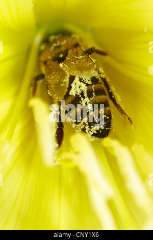 Il miele delle api, hive bee (Apis mellifera mellifera), raccoglie il nettare all'interno di un onagro, in Germania, in Baviera Foto Stock