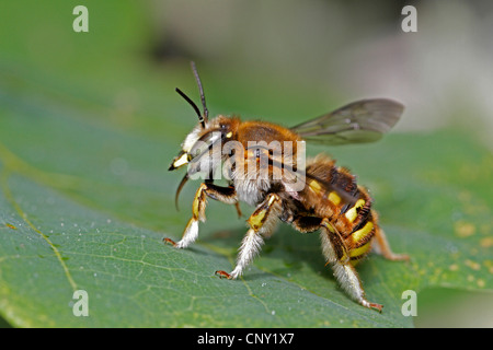 Carda lana bee (Anthidium manicatum), seduta su una foglia, in Germania, in Baviera Foto Stock