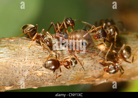 Black ant, comune black ant, giardino ant (Lasius niger), Nero garden formiche tendono a Lachnus roboris, in Germania, in Baviera Foto Stock