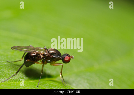 Scavenger nero vola (Sepsidae), Nero Scavenger fly, seduta su una foglia, in Germania, in Baviera Foto Stock