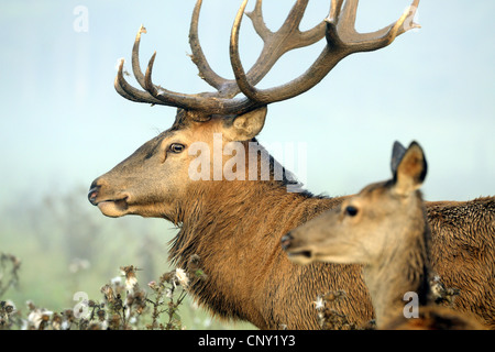 Il cervo (Cervus elaphus), Hart e Hind, in Germania, in Baviera Foto Stock