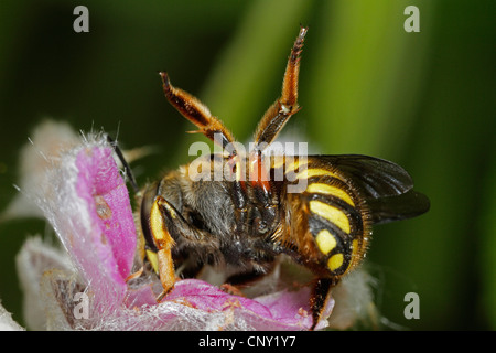 Carda lana bee (Anthidium manicatum), minacciando di visualizzazione su erba gatta, Nepeta, in Germania, in Baviera, Eckental Foto Stock