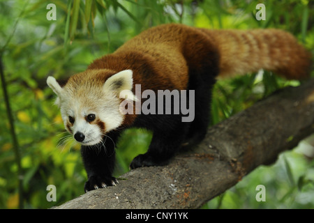 Panda minore, panda rosso (Ailurus fulgens), camminano su un ramo Foto Stock