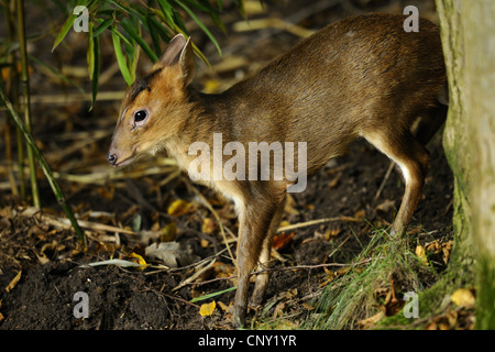 Il cinese muntjac, Reeve's muntjac (Muntiacus reevesi), giovane animale di graffiare il retro di un tronco di albero Foto Stock