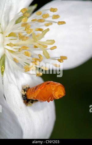 Sette-spot coccinella, sevenspot coccinella, 7-spot ladybird (Coccinella septempunctata), pupa di un fiore, in Germania, in Baviera Foto Stock