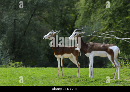 Mhorr gazelle (Gazella dama mhorr), in un prato Foto Stock