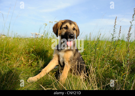 Razza cane (Canis lupus f. familiaris), grazioso cucciolo seduto in un prato, Germania Foto Stock