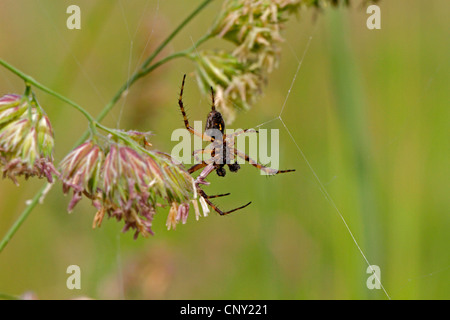 Oakleaf orbweaver (Aculepeira ceropegia), maschio in un sito web, in Germania, in Baviera Foto Stock