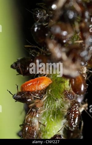 Afide predatori di Midge (Aphidoletes aphidimyza), larva dell'afide predatori di Midge alimentazione su afidi, Aaphis spec., in Germania, in Baviera