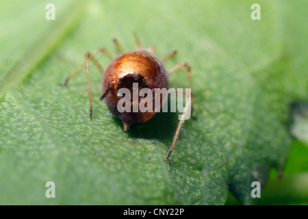 Afide parassitoide (Aphidius colemanni), afide mummia,'afide è stata parasitized da un ichneumon fly, in Germania, in Baviera Foto Stock