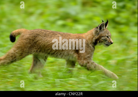 Nord (Lynx Lynx Lynx lynx), esecuzione di pup, Germania, Hesse Foto Stock