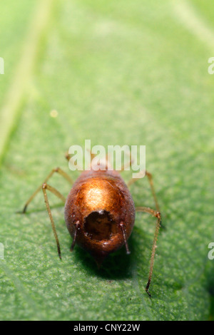 Afide parassitoide (Aphidius colemanni), afide mummia,'afide è stata parasitized da un ichneumon fly, in Germania, in Baviera Foto Stock