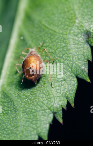 Afide parassitoide (Aphidius colemanni), afide mummia,'afide è stata parasitized da un ichneumon fly, in Germania, in Baviera Foto Stock