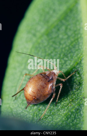 Afide parassitoide (Aphidius colemanni), afide mummia,'afide è stata parasitized da un ichneumon fly, in Germania, in Baviera, Eckental Foto Stock