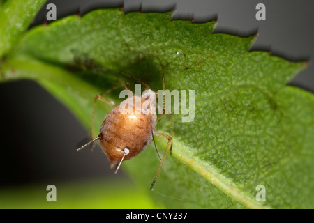 Afide parassitoide (Aphidius colemanni), afide mummia,'afide è stata parasitized da un ichneumon fly, in Germania, in Baviera, Eckental Foto Stock