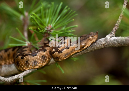 Naso-cornuto viper, vipera cornuta, a becco lungo viper (Vipera ammodytes) giacente su un ramo di pino Foto Stock