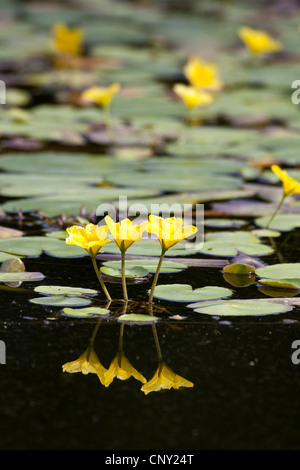 Frangia di acqua, giallo cuore flottante (Nymphoides peltata), fiori riflettendo in acqua, Germania Foto Stock