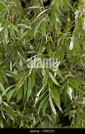 Il salice bianco (Salix alba), il ramo, Germania Foto Stock