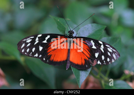 Hecales longwing, passioni flower butterfly (Heliconius melpomene :), seduta su una foglia Foto Stock