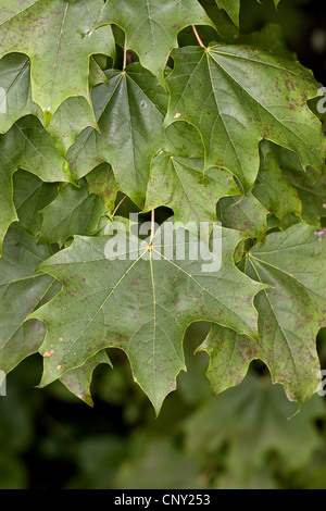 Norvegia (acero Acer platanoides), foglie su un ramo, Germania Foto Stock