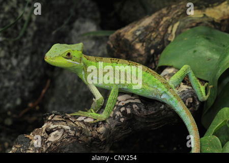 Casquehead orientale iguana (Laemanctus longipes), seduto su un ramo Foto Stock