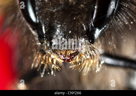 Bumble Bee (Bombus terrestris oder Bombus lucorum), ritratto con il maxillae ripiegati, Germania Foto Stock