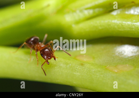 Black ant, comune black ant, giardino ant (Lasius niger), Nero garden ant (Lasius niger), minacciando di display, in Germania, in Baviera Foto Stock