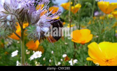 Bee cibo, tansy scorpion-erbaccia (Phacelia tanacetifolia), umile Ape su un fiore, Germania Foto Stock