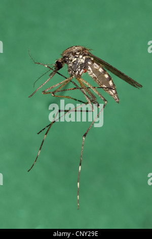 Zanzara, moscerino Aedes (cfr. vexans), femmina, Germania Foto Stock