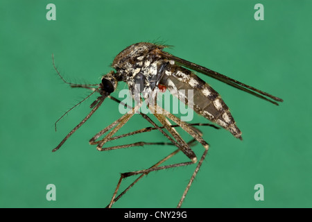 Zanzara, moscerino Aedes (cfr. vexans), femmina, Germania Foto Stock