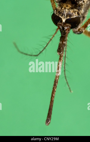 Zanzara, moscerino Aedes (cfr. vexans), femmina, Germania Foto Stock