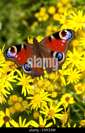 Peacock moth, peacock (Inachis io, Nymphalis io), seduti su tansy erba tossica, Senecio jacobaea, Germania Foto Stock