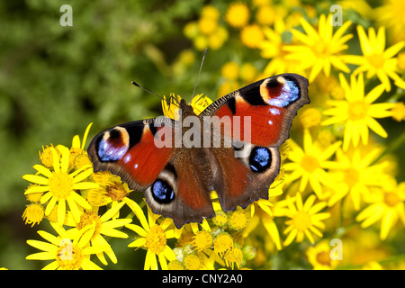Peacock moth, peacock (Inachis io, Nymphalis io), seduti su tansy erba tossica, Senecio jacobaea, Germania Foto Stock