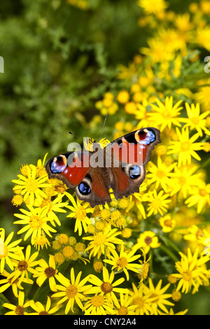 Peacock moth, peacock (Inachis io, Nymphalis io), seduti su tansy erba tossica, Senecio jacobaea, Germania Foto Stock