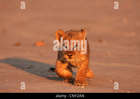 Lion (Panthera leo), passeggiate, Botswana Chobe National Park Foto Stock