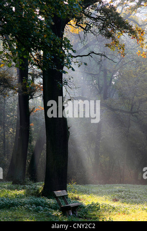Raggi di sole in autunno la foresta, Germania Foto Stock