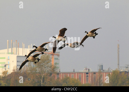 Canada goose (Branta canadensis), cinque Oche del Canada battenti di fronte a un paesaggio industriale, Germania Foto Stock