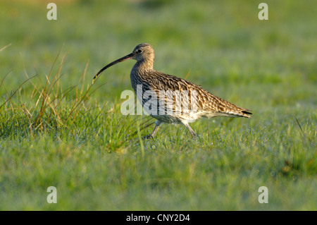 Western curlew (Numenius arquata), camminare su un prato, in Germania, in Renania settentrionale-Vestfalia, GFN Dingdener Heide Foto Stock